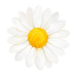 Romashka